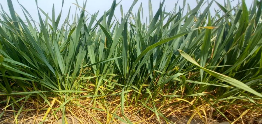 PREOCUPACIÓN. En septiembre las lluvias se ausentaron en varias zonas y la falta de agua le pasa factura al trigo.