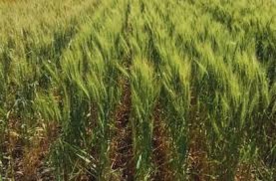 DÉFICIT. La escasa aplicación de nutrientes sumado a la seca, denotan debilidad en el cultivo.