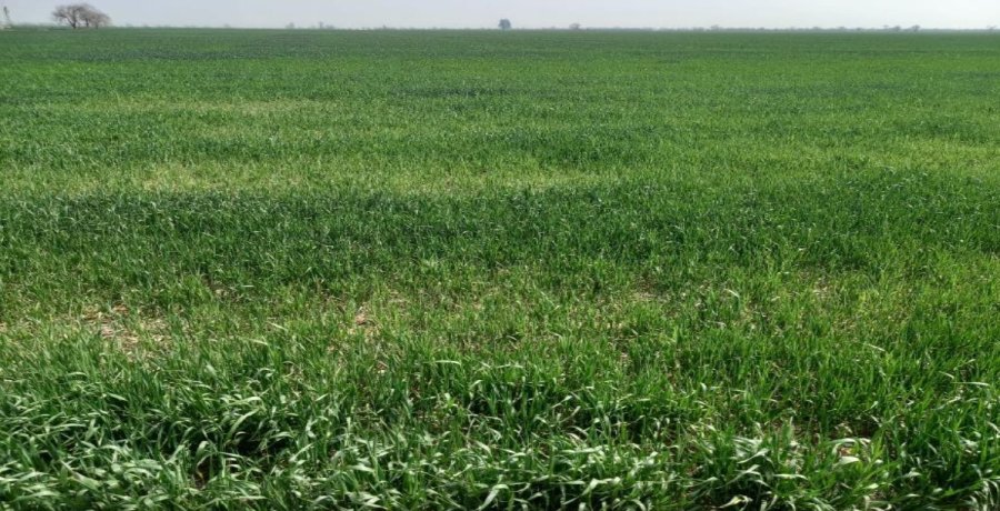 ESTRÉS. Los lotes de trigo en nuestra región evidencian en su coloración, una falta de lluvias notable.
