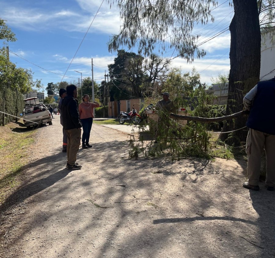 Personal municipal en calle Las Cal&eacute;ndulas, donde se observ&oacute; la tala no autorizada de un &aacute;rbol.