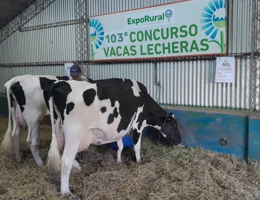 EN MARCHA. Con mucha expectativa arranc&oacute; este mi&eacute;rcoles una nueva edici&oacute;n del concurso de vacas lecheras en la Sociedad Rural de Rafaela.