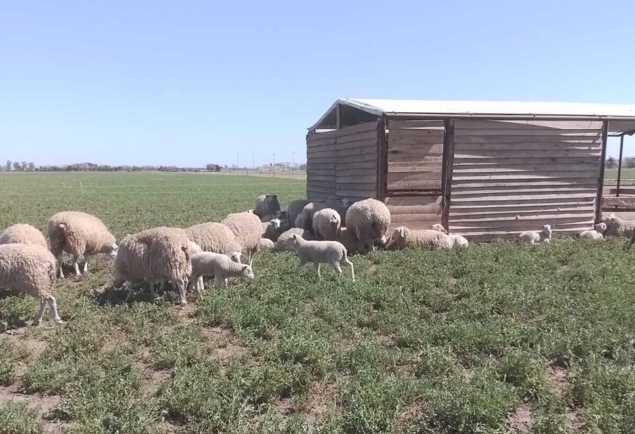 REGIÓN. Las experiencias regionales y agregado de valor de las razas ovinas, llegan a la Rural.