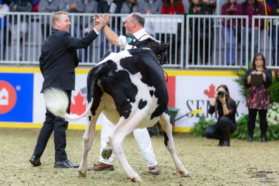 HOLANDO. La jura lechera más importante del país tendrá un jurado de lujo, Jamie Black.