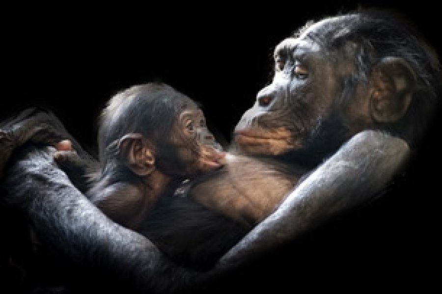 Muchas organizaciones luchan para salvar a los gorilas y a su h&aacute;bitat y conseguir que estos animales puedan vivir salvajes en la naturaleza.
