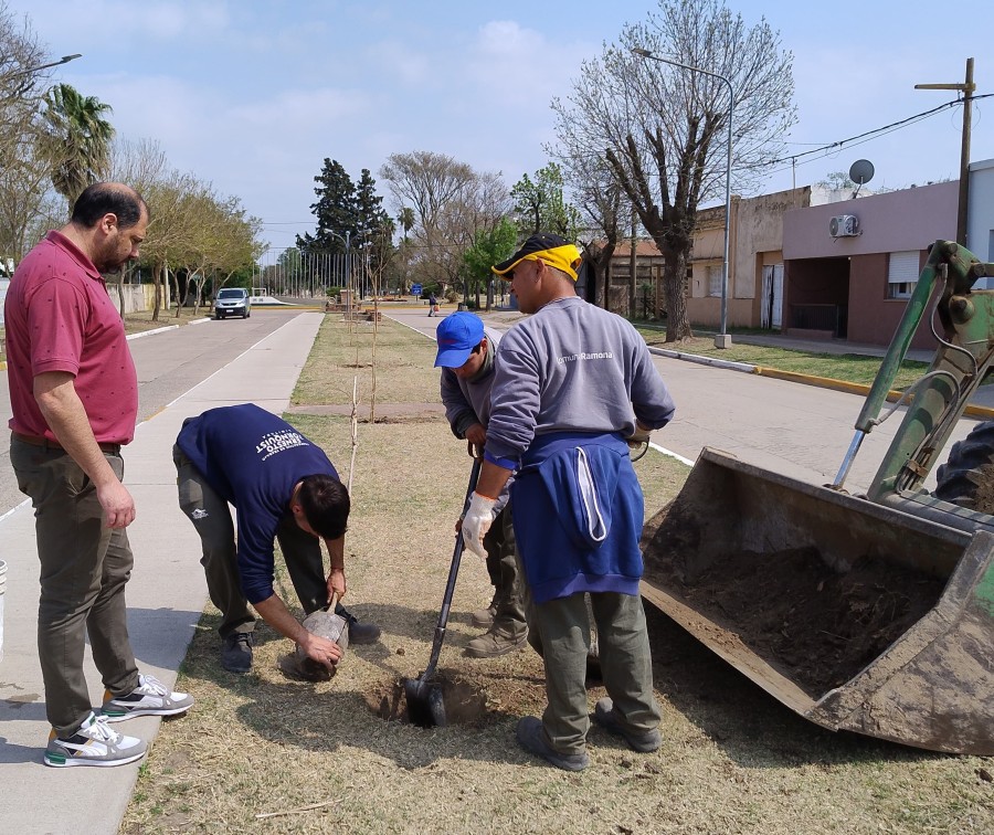 ARBOLADO. La Comuna valora fundamentalmente el arbolado p&uacute;blico.