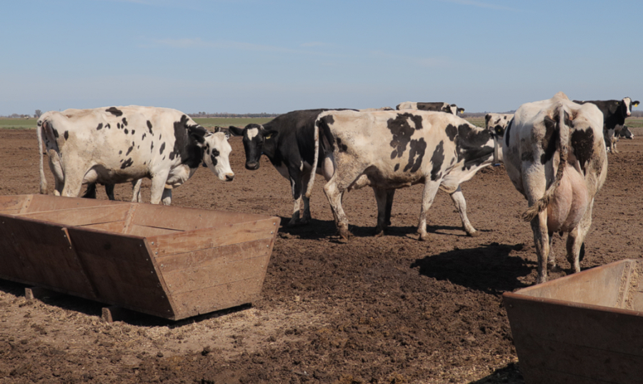 OBJETIVO. El trabajo de "La Lehmann" busca medir el impacto ambiental en los tambos.