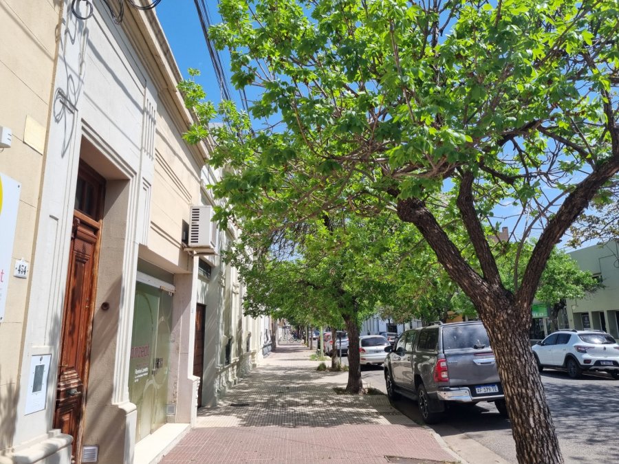 Los árboles mejoran la calidad ambiental de la ciudad.