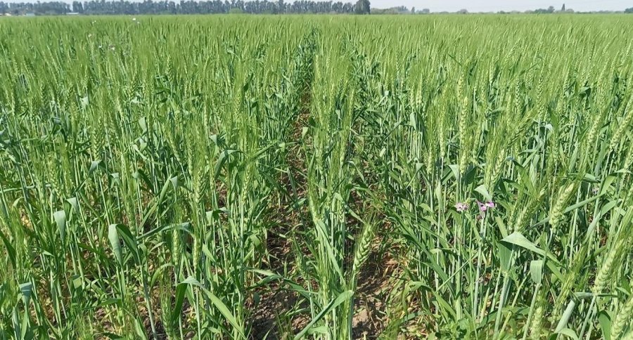 Algunos lotes mantienen buena humedad en los suelos pero lejos está de una situación ideal.