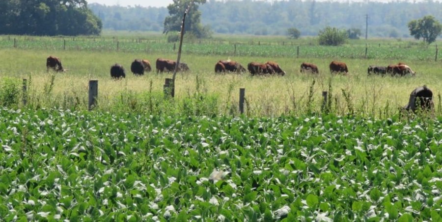 Los productores de soja y los ganaderos manifestaron su rechazo a la iniciativa. Ahora, ganan algo de tranquilidad.