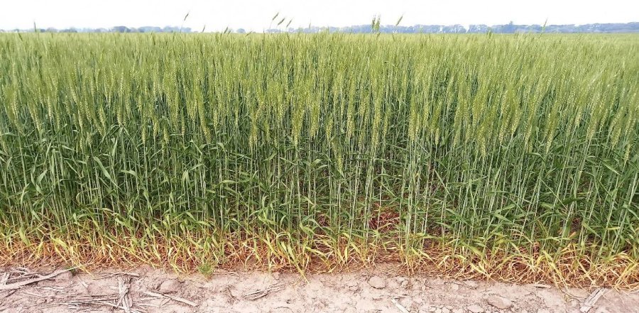 Los trigos en la región estaban pidiendo a gritos las lluvias que finalmente se dieron.