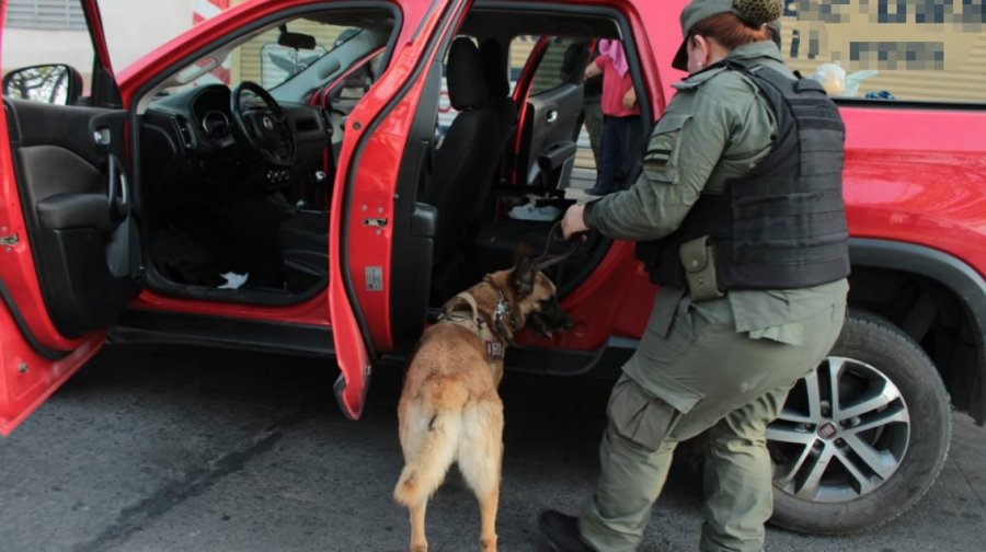 El can “Vito” reaccionó de manera exaltada al pasar por el asiento del conductor.