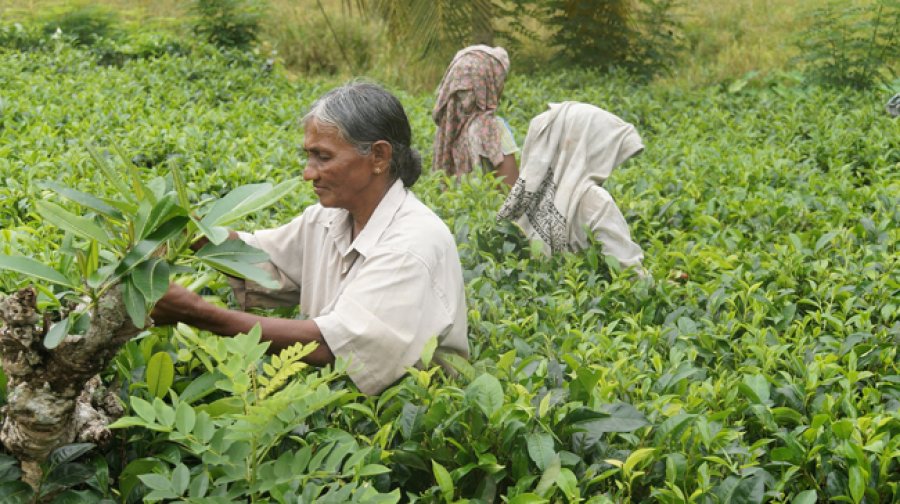 Cosecha de t&eacute; en Skri Lanka.