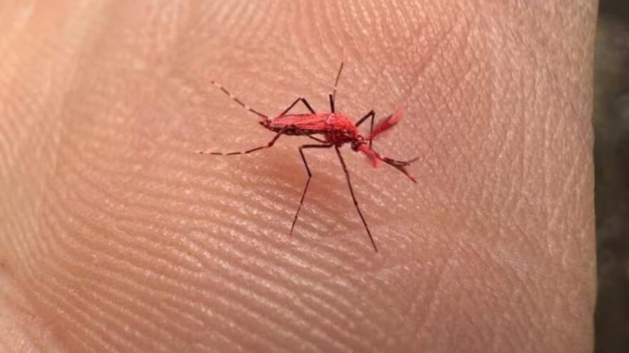 TECNICA DE PREVENCION. Liberaron 10 mil mosquitos rojos est&eacute;riles en Mendoza para combatir el dengue.
