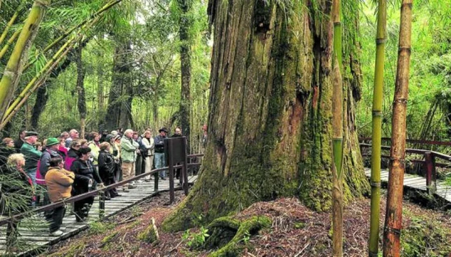 El abuelo habita en el Parque Nacional Los Alerces.