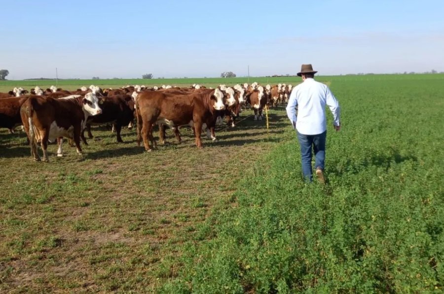 ESENCIAL. El cultivo de alfalfa en nuestra región se encuentra en prácticamente todos los sistemas de producción.