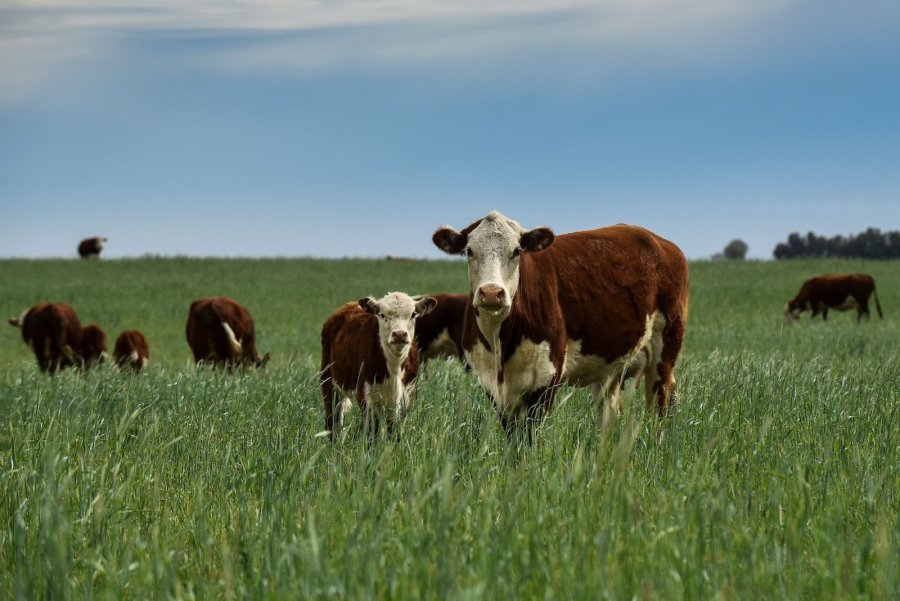 OFERTA. La abundancia en el mercado se combina con una demanda interna en franco declive.