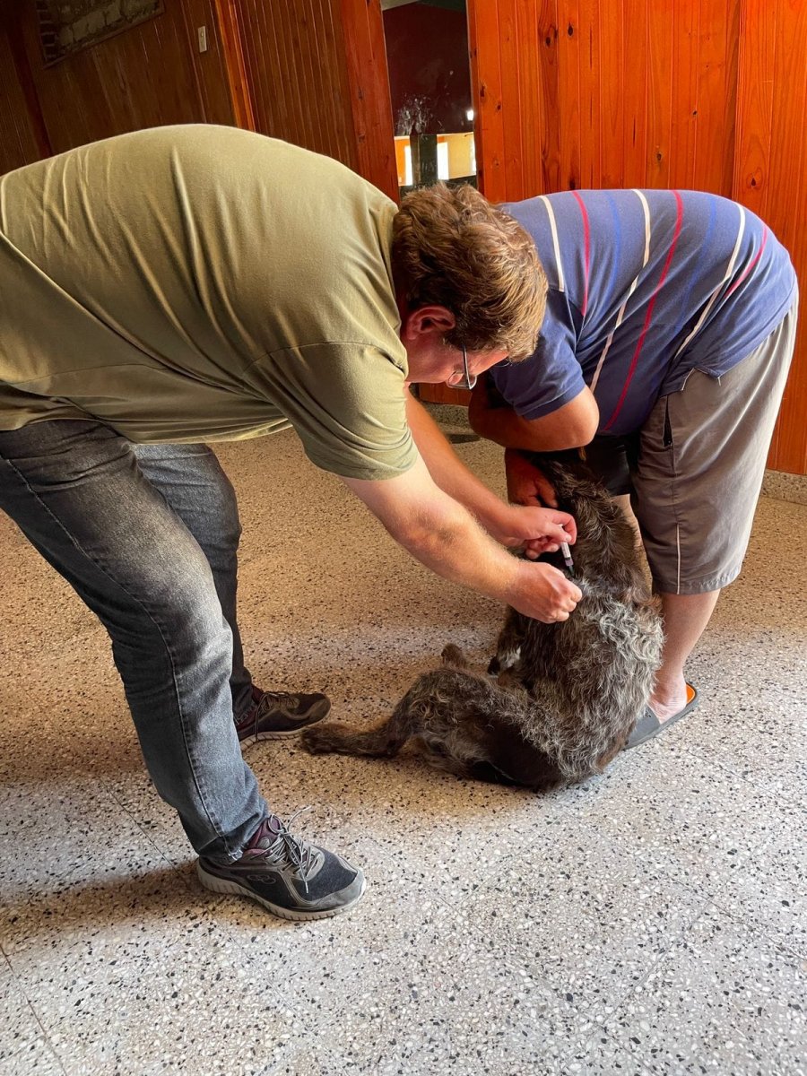 Las dosis sobrantes quedarán disponibles en las veterinarias locales para aquellos que hoy no pudieron llevar a sus mascotas.