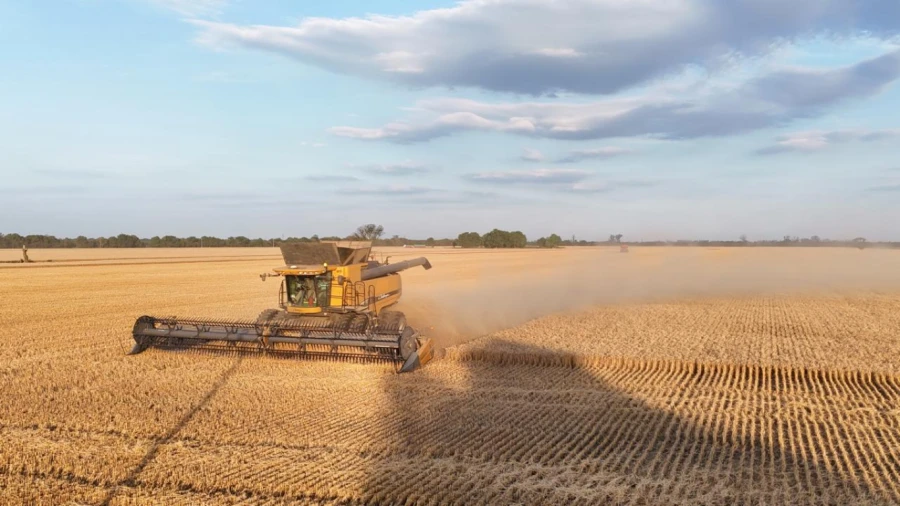 La cosecha de trigo en la región presenta números aceptables.