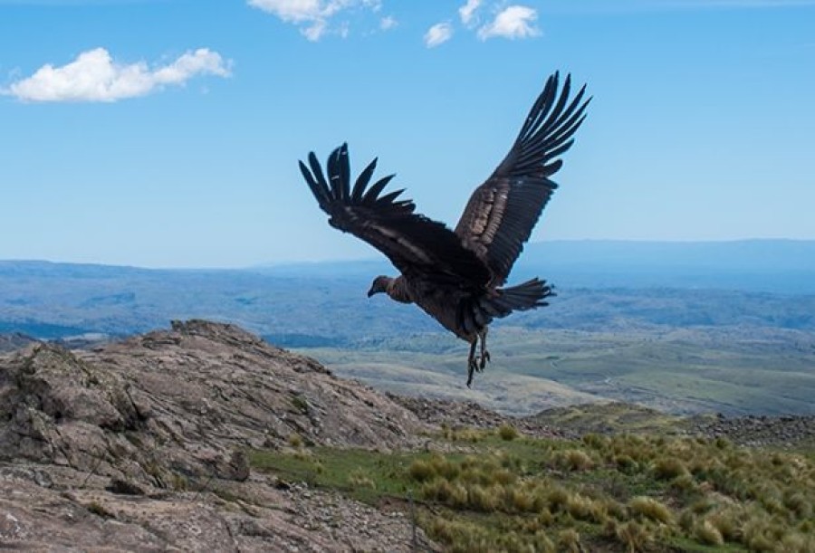 Se trata de una hembra de aproximadamente siete meses, rescatada en la localidad de San Carlos Minas.