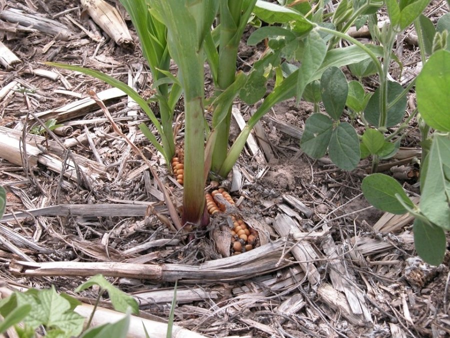 MANEJO. La eliminación del maíz guacho es clave, especialmente en zonas de siembra de maíz tardío.