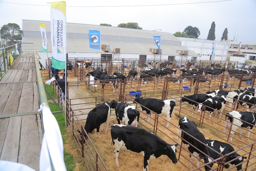 La subasta de la Cooperativa Lehmann en la Rural de Rafaela será con inscripción previa.