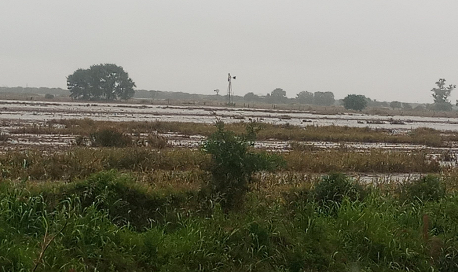 EXCESOS. En algunos distritos, las precipitaciones provocaron anegamientos en campos.