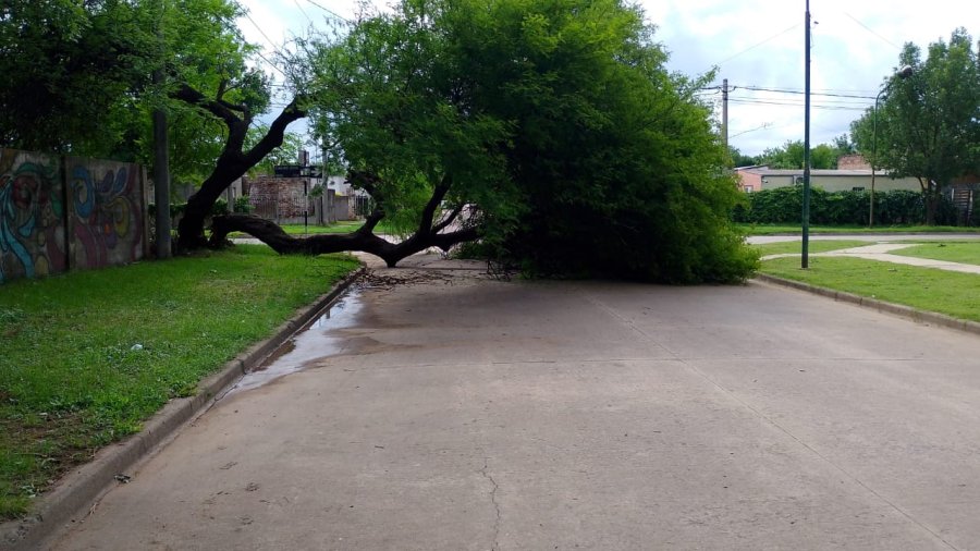El frondoso árbol perdió uno de sus troncos centrales en barrio Martín Fierro.