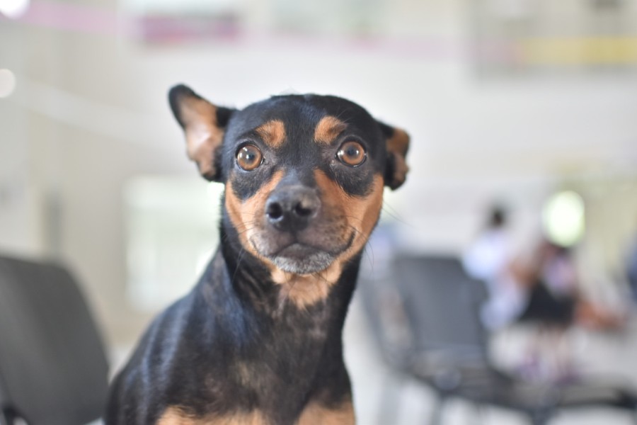 Durante estas sesiones, únicamente se realizarán castrcaiones; no habrá atención primaria disponible.