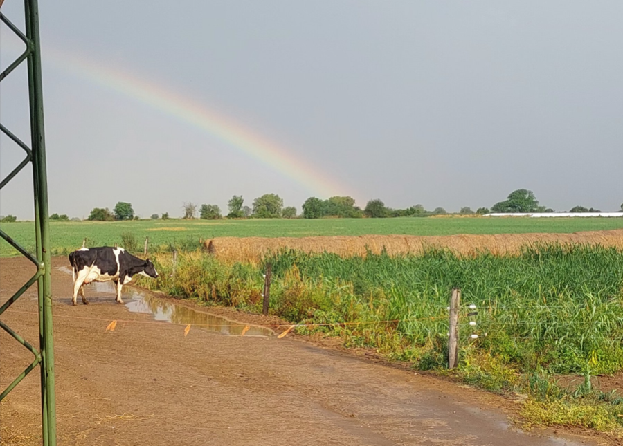 QUE NO SE CORTE. Las lluvias aliviaron a todos. Ahora, a esperar más precipitaciones y que La Niña sea débil.