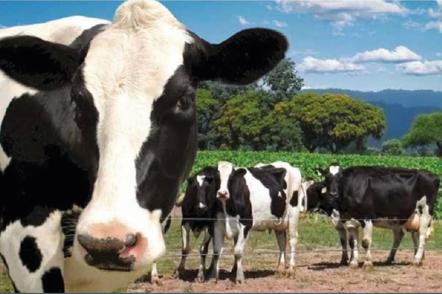 Cabañeros, criadores y productores tamberos compartirán una cena en cuyo transcurso saldrán a venta vacas en producción, vaquillonas paridas y preñadas, terneras seleccionadas sin servicios.