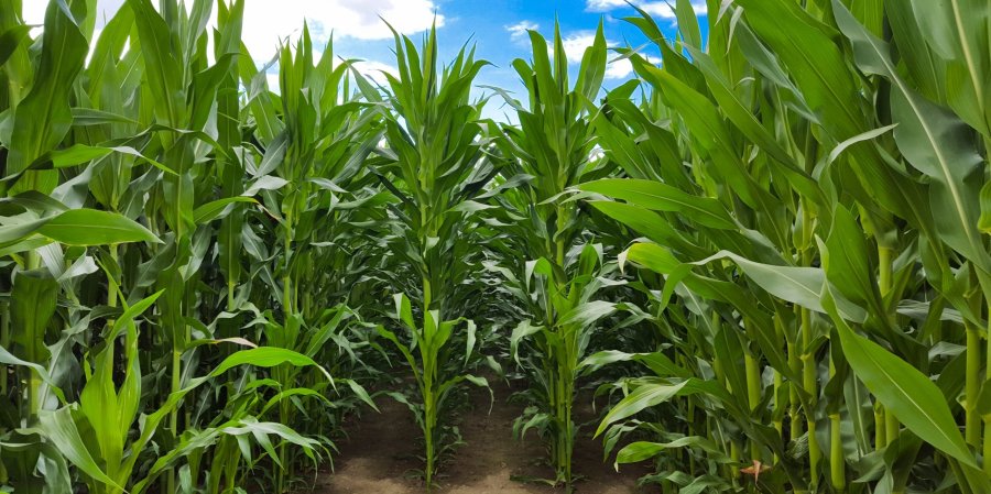 IMPECABLES. Los maíces de primera siembra se encuentran en excelente estado vegetativo y de floración.