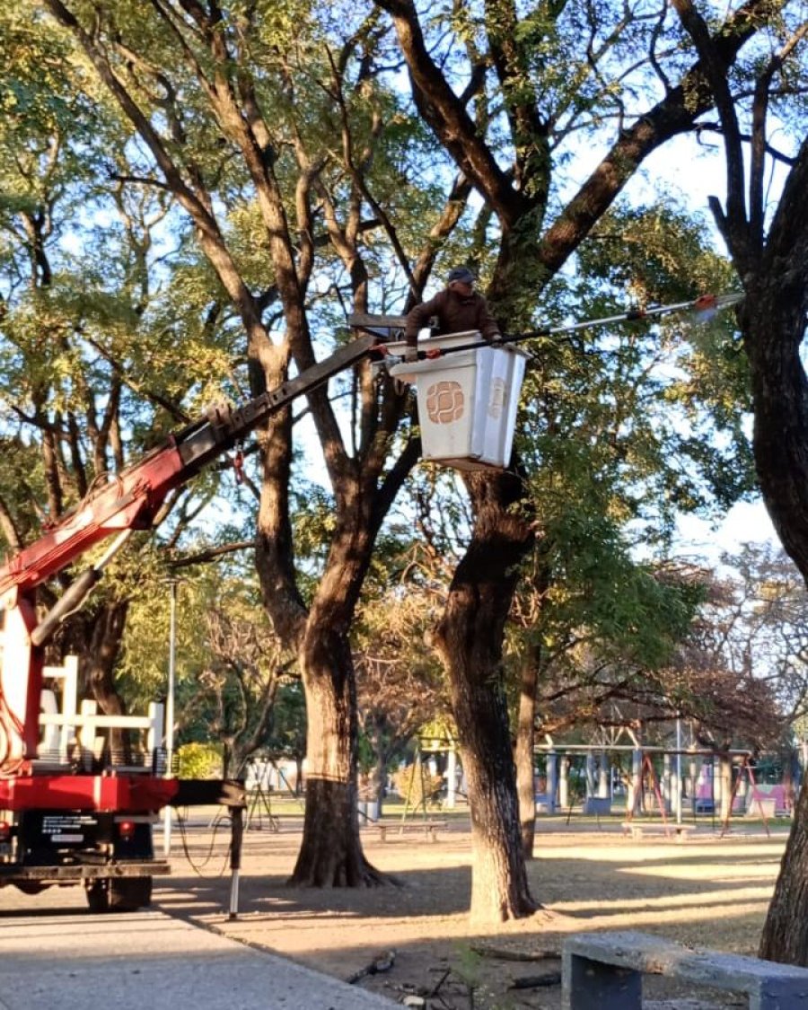 Operarios municipales laborando sobre un añoso ejemplar afectado por la tormenta.