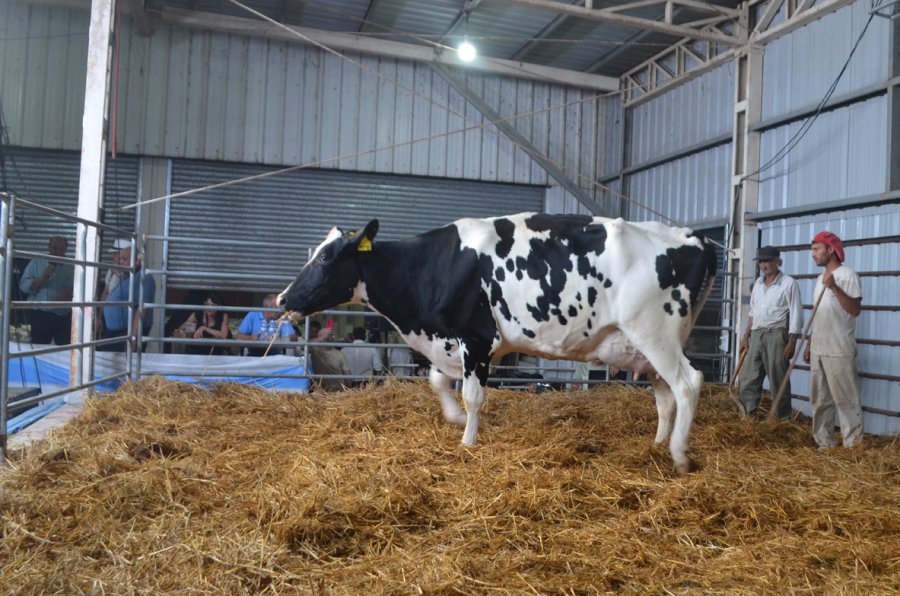 Captain fue puesta a disposición de la producción lechera nacional.