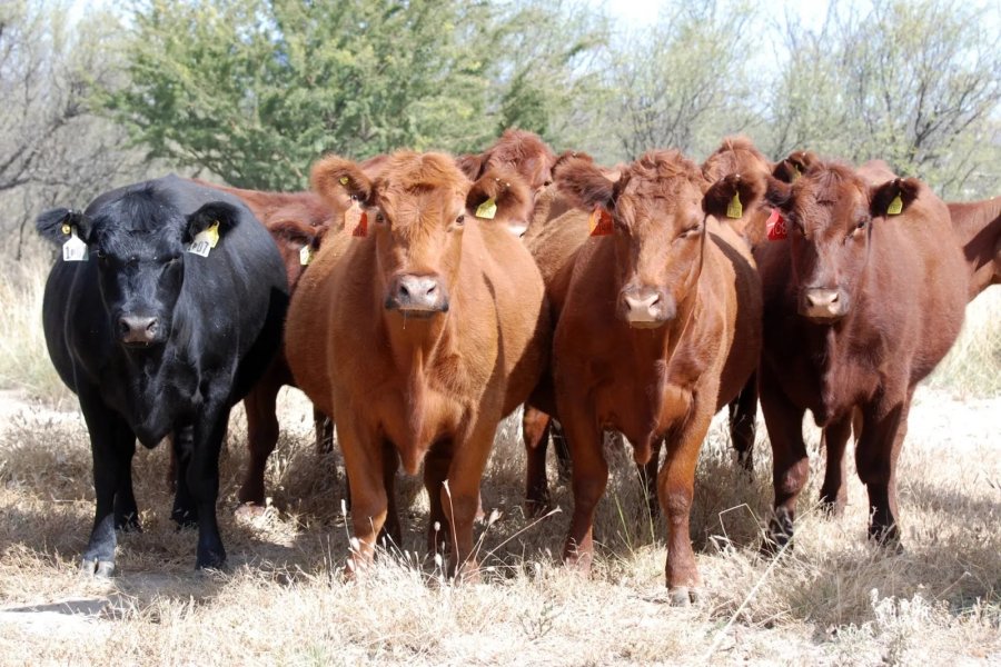 EFICIENCIA. La clave estará tranqueras adentro para compensar la estabilidad y el retraso de precios.