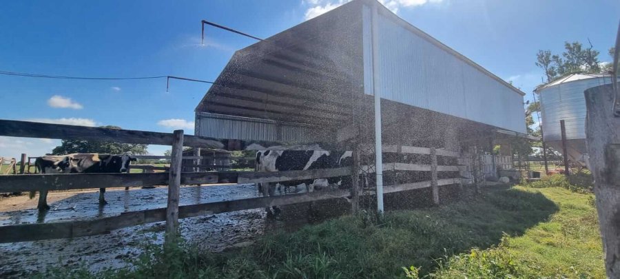 INSTALACIONES. Ventiladores y aspersores, los equipos necesarios para combatir el calor en el tambo.