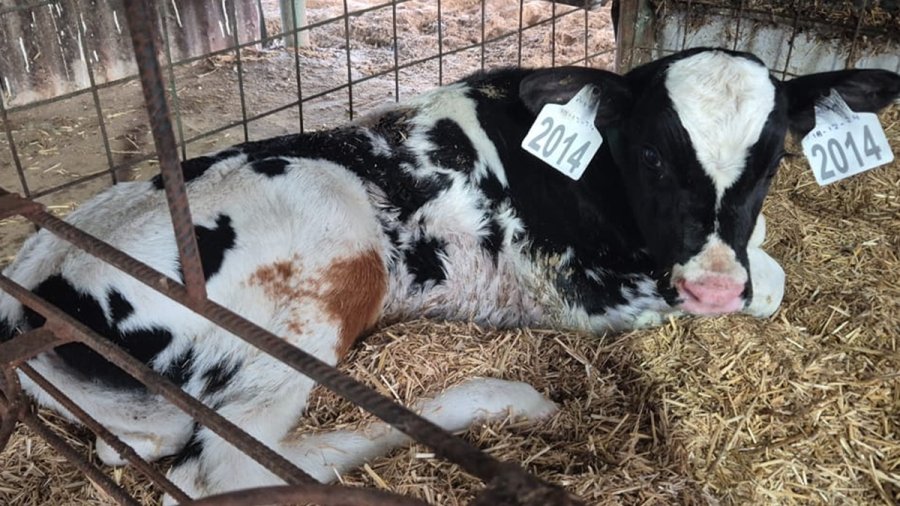 la ternera nacida en el establecimiento La Morocha.