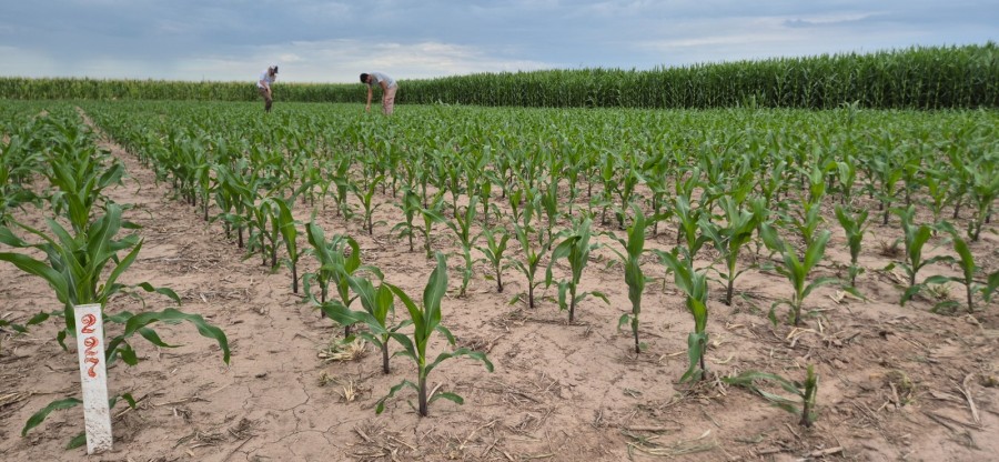 MONITOREO. Desde el INTA Rafaela aconsejan recorrer los lotes de manera sistemática todas las semanas.