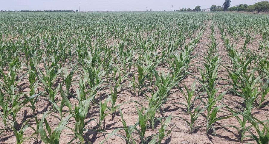 EN CAÍDA. Las estimaciones arrojan datos desalentadores. Es clave que lleguen lluvias en todas las regiones productivas.