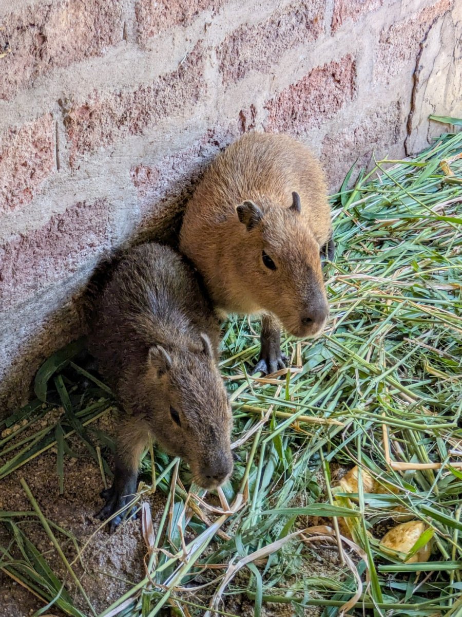 CARPINCHO. Uno de estos ejemplares se recupera en la granja luego de haber estado en cautiverio.