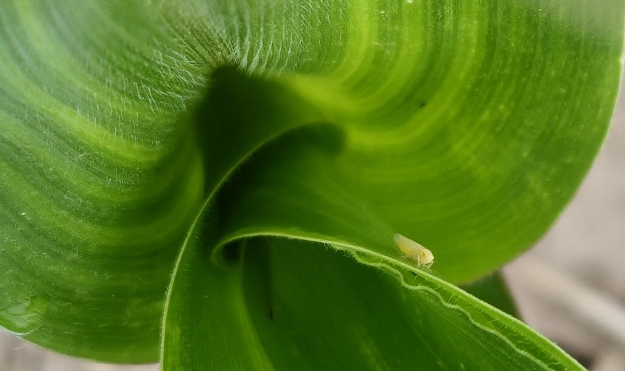 ATENCIÓN. La aparición de ejemplares obligan a redoblar esfuerzos: el monitoreo, clave.