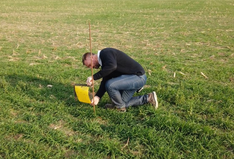 INICIATIVA. La cooperativa desplegó "trampas pegajosas" para relevar la situación.