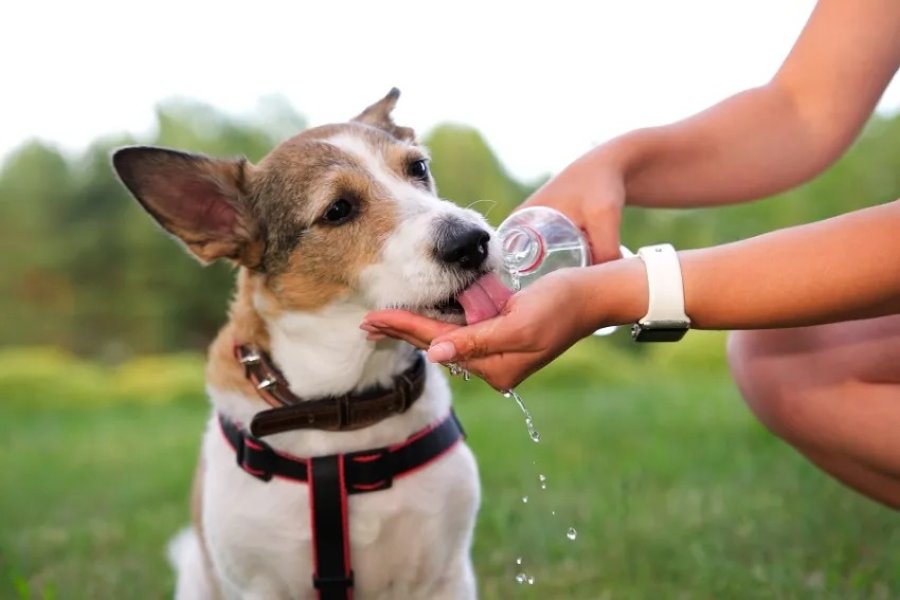 Evitar golper de calor en animales.