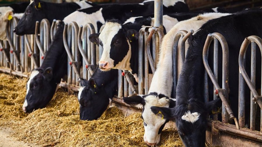 INVERSIÓN. Hasta 200 millones de pesos podrán pedir los productores que deseen ampliar sus ordeños