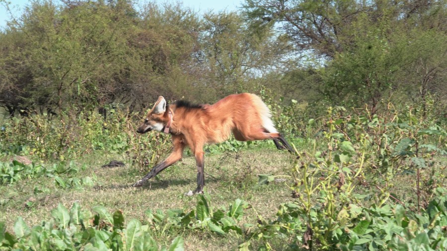 El animal hab&iacute;a recorrido 1.300 kil&oacute;metros en 8 meses, por diferentes regiones de Buenos Aires y Santa Fe.