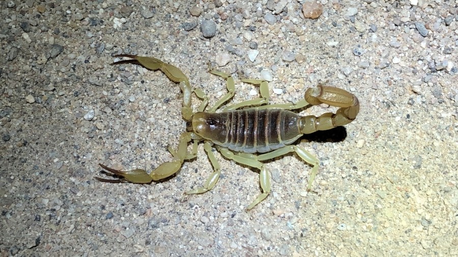 Con la llegada del calor, pueden aumentar los casos de alacranes en los hogares.