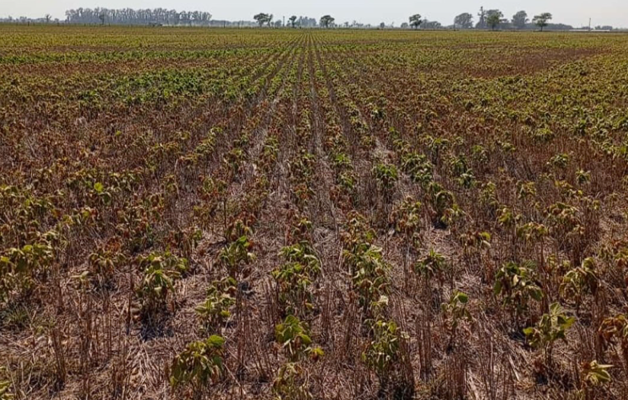 LETAL. Así está un lote de soja en el centro santafesino. La falta de lluvias, una vez más, pega fuerte en el agro.