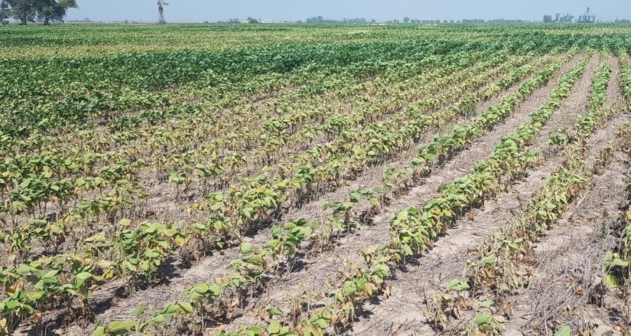 AFECTADOS. Los lotes de soja en la región evidencian el impacto de las olas de calor y la falta de humedad.
