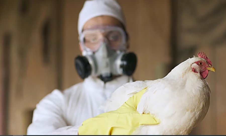 EN ALERTA. Se registraron nuevos casos de gripe aviar en Paraguay.