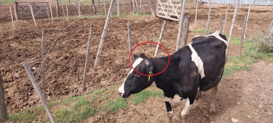 CRUELDAD. Los autores del hecho dejaron una 