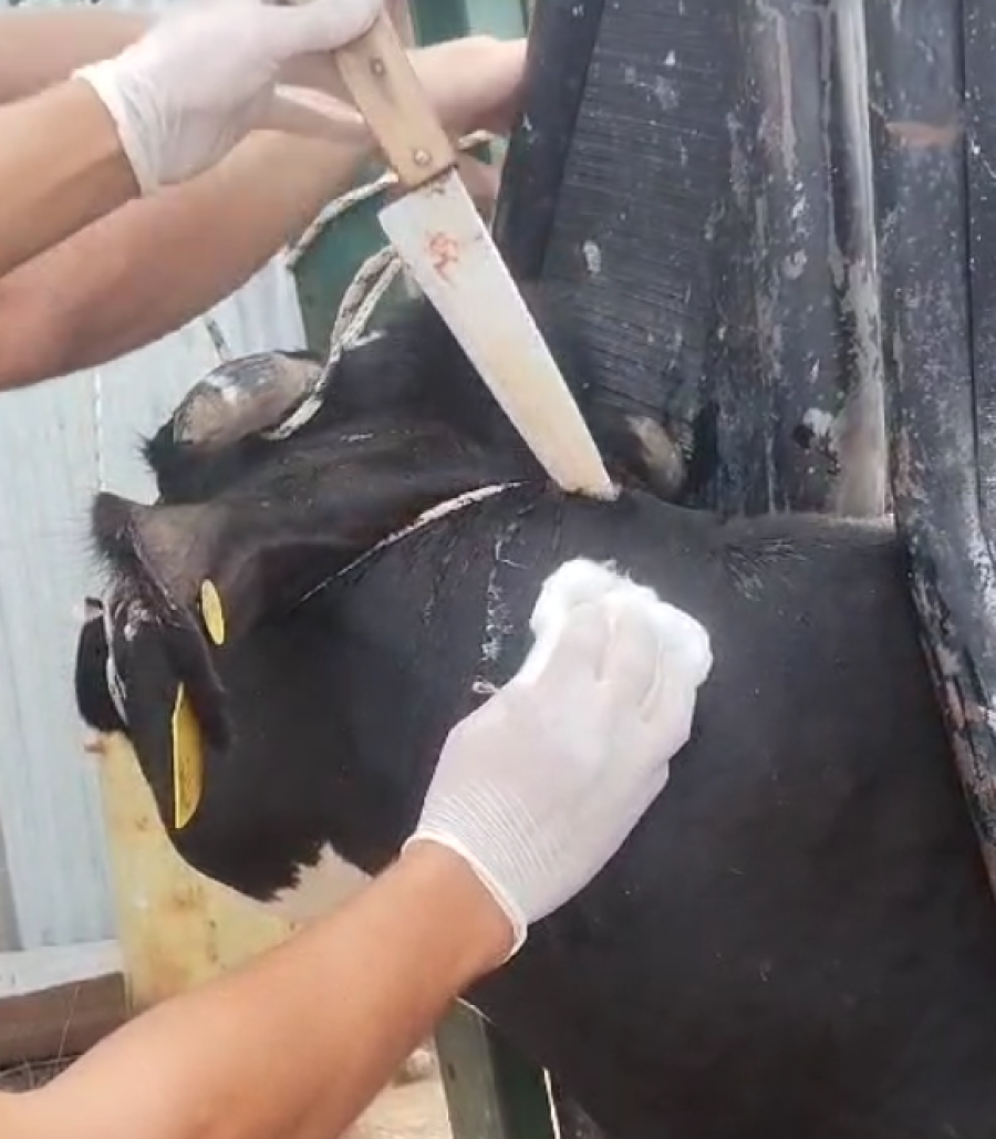 IMPACTANTE. El tamaño del elemento cortante agiganta la crueldad con la cual se manejaron los responsables.